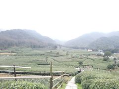 -听风阁农家私房菜茶楼(龙坞店)