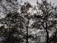 -铁山坪森林公园