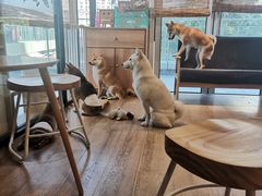 -南京Hallo宠物乐园·哈罗犬舍·柴犬繁育基地
