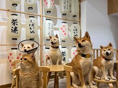 -柴迷FANS CLUB·柴犬狗咖·猫咖