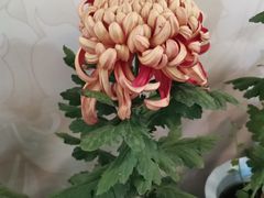 -杭州植物园