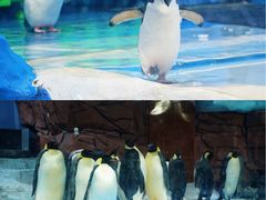 -海合安成都极地海洋公园
