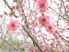 -武汉紫薇都市田园