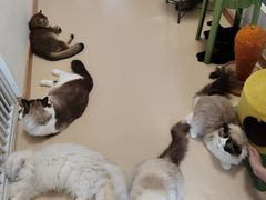 -猫在这儿猫咪咖啡馆·撸猫馆