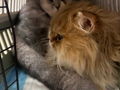 -艾贝尔宠物医院·24H转诊中心·肿瘤猫专科(江宁双龙店)