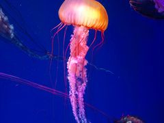 -海合安成都极地海洋公园