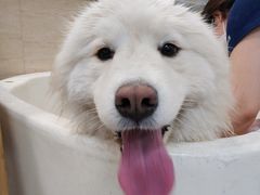 -多卡布奇宠物生活馆(上林世家店)