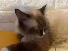 -平行世界·猫咖(首经贸店)