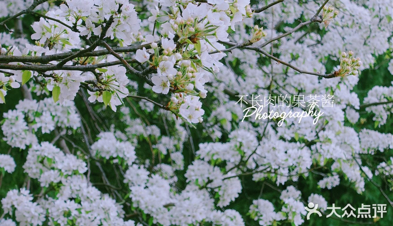 果茶春游 | 天坛的四月：花都开好了🌸