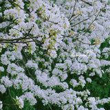 果茶春游 | 天坛的四月：花都开好了🌸