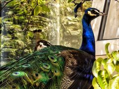 -丽泽山庄·生态怀柔菜·虹鳟鱼(红螺寺店)
