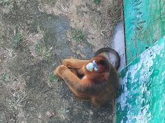 -西霞口神雕山野生动物世界