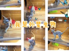 -猫十亿·布偶金渐层·曼基康矮脚猫舍(青年路店)