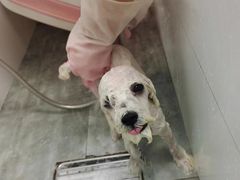 -宠颐生宠物医院·犬猫全科·皮肤科(商业街店)