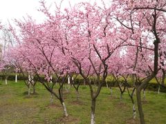 -白塘生态植物园