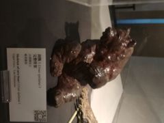 -北京周口店北京人遗址博物馆