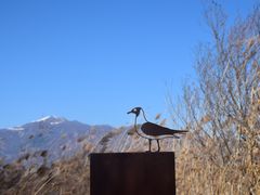 -野鸭湖国家湿地公园