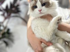 -琪喵猫屋·撸猫猫咖·猫舍