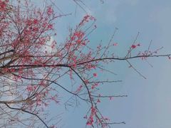 -丹樱生态园