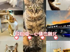 -豆逗聊愈猫阁Easy Life