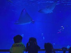 -烟台海昌鲸鲨海洋公园