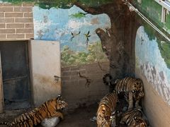 -西霞口神雕山野生动物世界