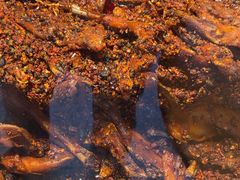 -老妈秘制兔头(春熙路店)