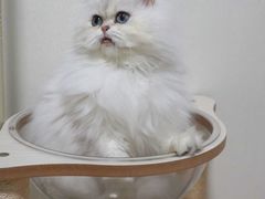 -二荆条·蜀鲜汇城市森林火锅