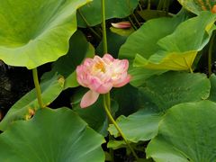 -荷塘月色湿地公园·向阳花洲