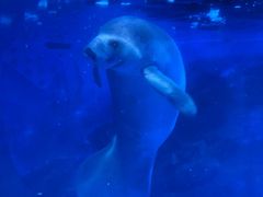 -烟台海昌鲸鲨海洋公园