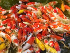 -一品烧农庄·佛山本地特色菜