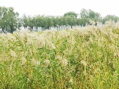 -野鸭湖国家湿地公园