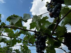 -北京张裕爱斐堡酒庄