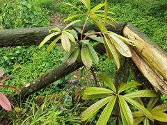-龙苍沟森林公园