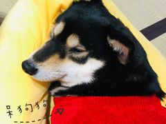 -逗柴咖啡屋·狗咖猫咖宠物桌游