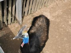 -西霞口神雕山野生动物世界