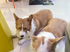 -平行世界·猫咖(首经贸店)