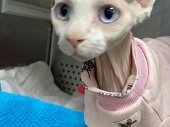 -美联众合动物医院·24h转诊中心