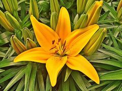 -菊花台公园