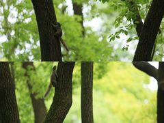 -上海共青森林公园