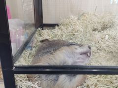 -佩兹宠物医院肿瘤专科·眼科·牙科(黄浦店)