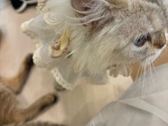 -首开·龙湖成都西宸天街