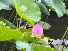 -荔湾湖公园
