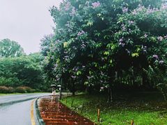 -深圳仙湖植物园