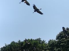 -广州长隆飞鸟乐园