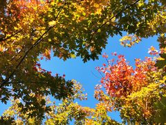 -永定河休闲森林公园