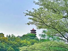 -深圳仙湖植物园