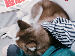 -星多哈·狗咖·拼豆·咖啡