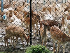 -北京麋鹿生态实验中心