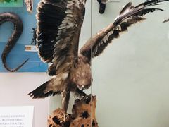 -国家自然博物馆